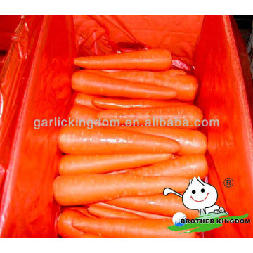 Nueva cosecha Carrot / Fresh carrot / China zanahoria de Brother kingdom